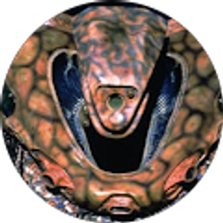 Profile photo of Nelson Masson