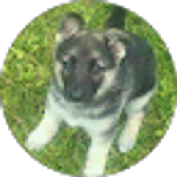 Profile photo of Sharon Gonsman