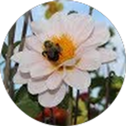 Profile photo of Jeannie