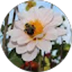 Profile photo of Jeannie