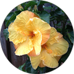 Profile photo of Diana O