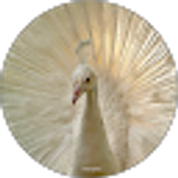 Profile photo of Marie Pekock