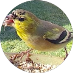 Profile photo of Jennifer Cole