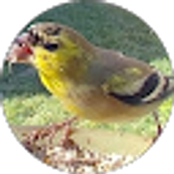 Profile photo of Jennifer Cole