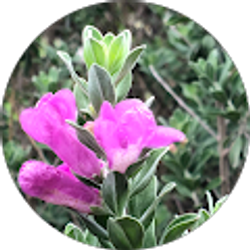 Profile photo of K T