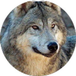 Profile photo of Mert Kalayci