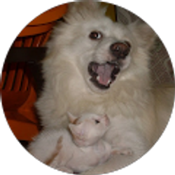 Profile photo of Gayatri Belhekar