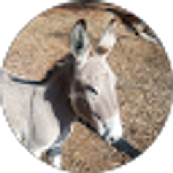 Profile photo of Mj Jimenez