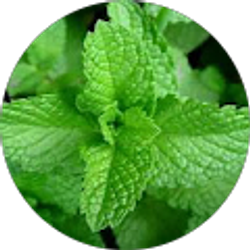 Profile photo of Alex Minty