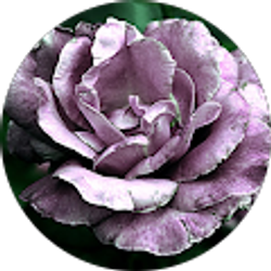 Profile photo of Allison The Awesome