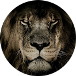 Profile photo of Sandro Collada