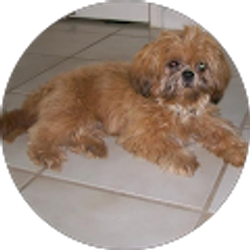 Profile photo of Jessicas Petservice