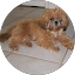 Profile photo of Jessicas Petservice