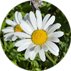 Profile photo of JEANINE WILLIAMS