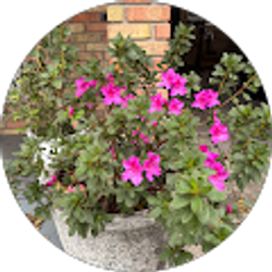 Profile photo of Ann Berteau