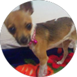 Profile photo of Rich Wanner