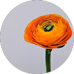 Profile photo of Ethan Lee