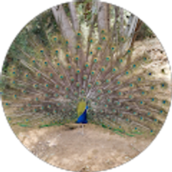 Profile photo of Amparo Ramirez