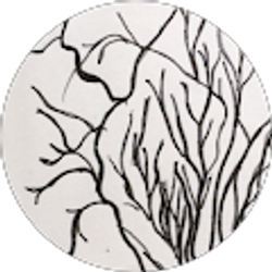 Profile photo of Julia Cunningham