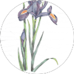 Profile photo of Peg Conroy