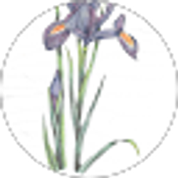 Profile photo of Peg Conroy