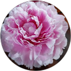 Profile photo of Angelica Barajas