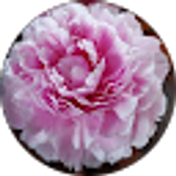 Profile photo of Angelica Barajas