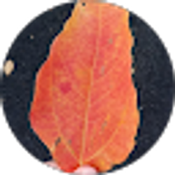 Profile photo of Savannah Summers