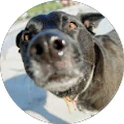 Profile photo of Jordan Rowles