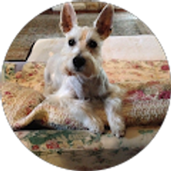 Profile photo of Frank B Falkstein