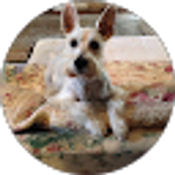 Profile photo of Frank B Falkstein