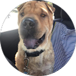 Profile photo of Cory Towle