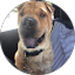 Profile photo of Cory Towle