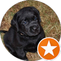 Profile photo of S D