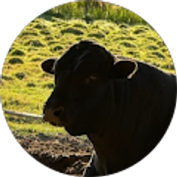 Profile photo of Donna Hutchinson