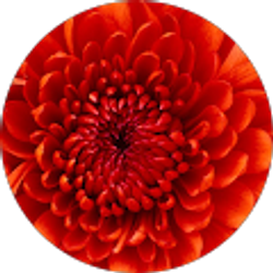 Profile photo of chesley gonzalez