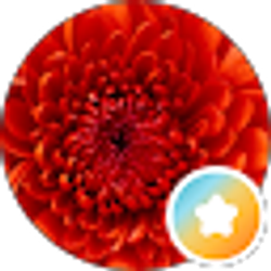 Profile photo of chesley gonzalez