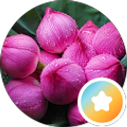 Profile photo of Mai Nou Lor