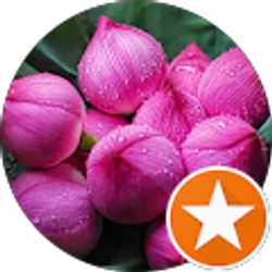 Profile photo of Mai Nou Lor