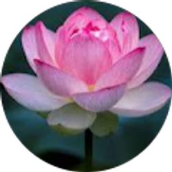 Profile photo of Amber Drew