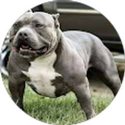 Profile photo of Brandon Sullivan