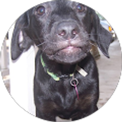 Profile photo of D. Tunison