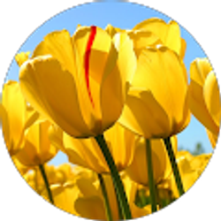 Profile photo of Dunia Garcia