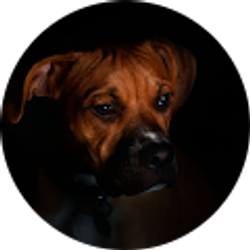 Profile photo of Hsfoto graphy