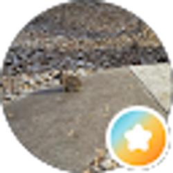 Profile photo of GNHM R