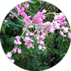 Profile photo of Deborah Lipscomb