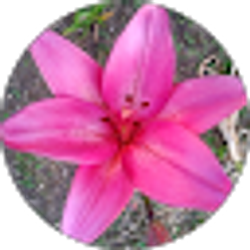 Profile photo of Jennifer Paolucci