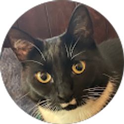 Profile photo of Carson Mellick