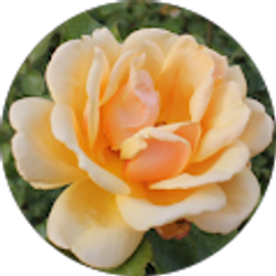 Profile photo of L M