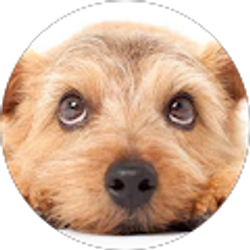 Profile photo of Chiemi